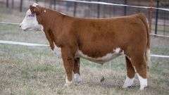 TAG 362 STEER