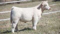 TAG 405 STEER