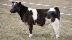 TAG 408 STEER