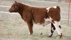TAG 320  STEER