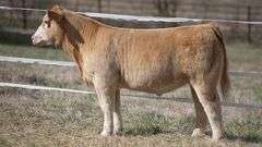 TAG 445 STEER