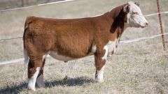 TAG 212 STEER