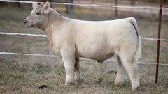 TAG 411 STEER