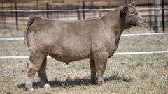 TAG 370  STEER
