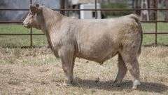 TAG 417 STEER