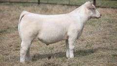 TAG 412 STEER