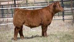 TAG 94 STEER