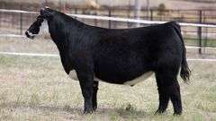 TAG 447  STEER