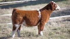 TAG 91 STEER