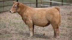 TAG 402 STEER