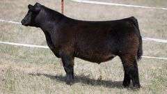 TAG 399 STEER