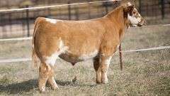 TAG 373 STEER
