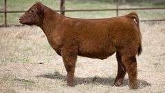 TAG 414 STEER
