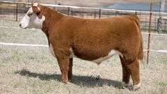 TAG 341 STEER