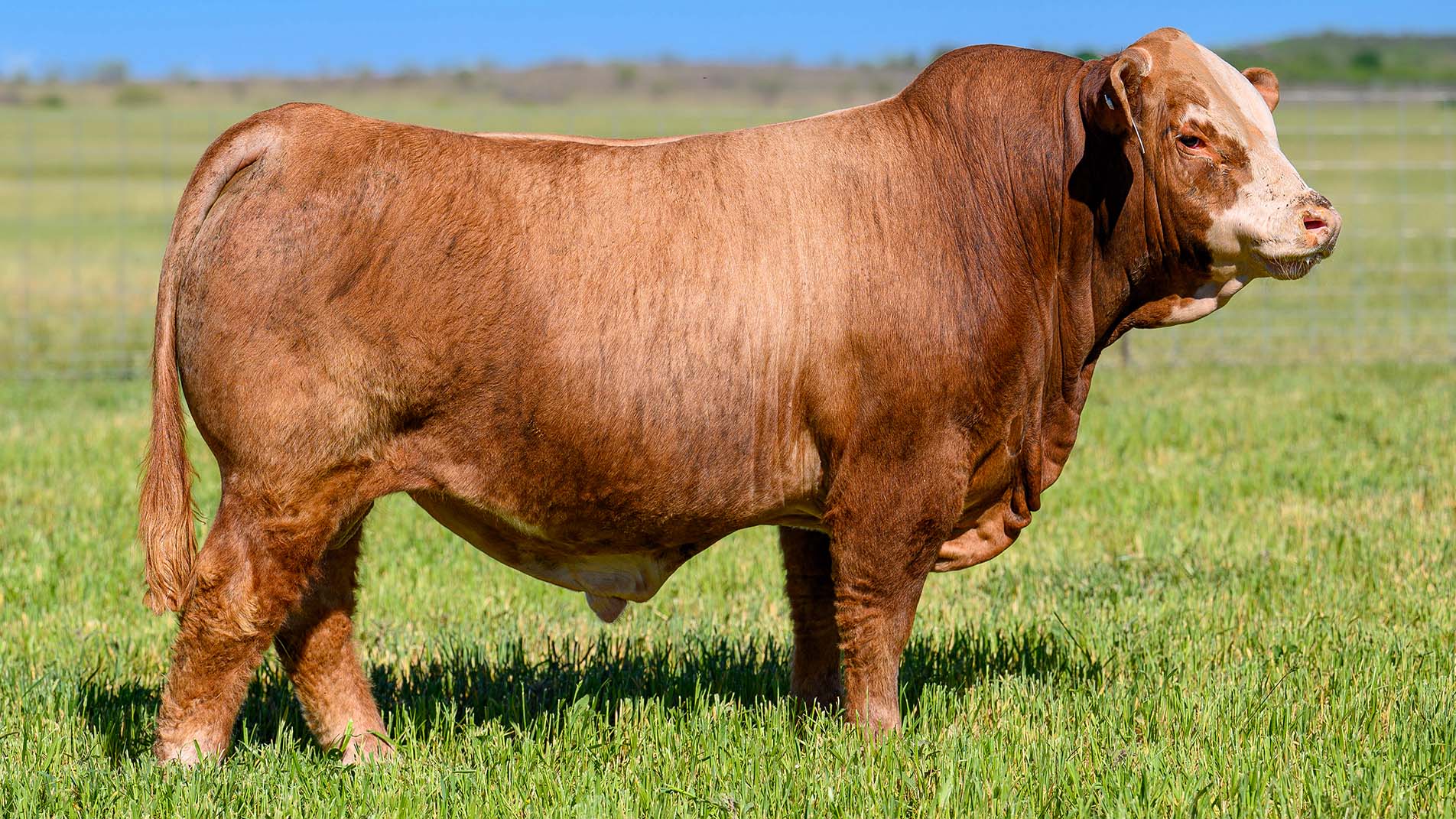 bull様 bho-bb004919-sp_yg.jpg