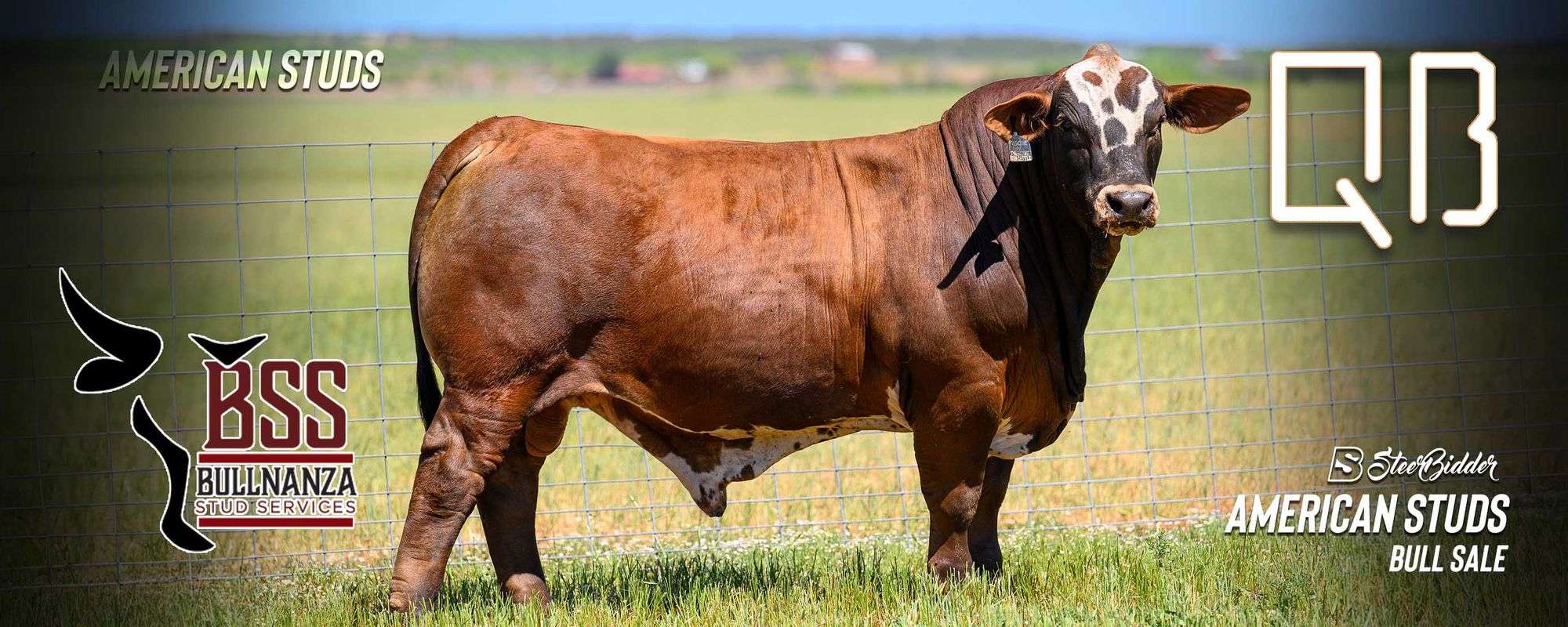 QB CATTLE/BULLNANZA AMERICAN STUDS SALE 5/16/24 - SteerBidder