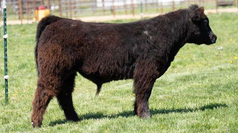 TAG 406 STEER