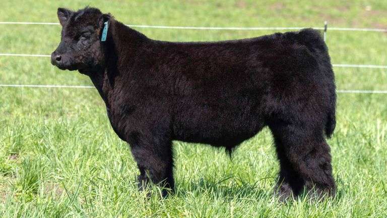 TAG 44G BULL/STEER