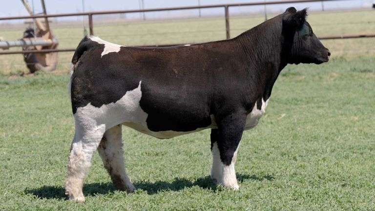 PRIEST 2225 BRED HEIFER