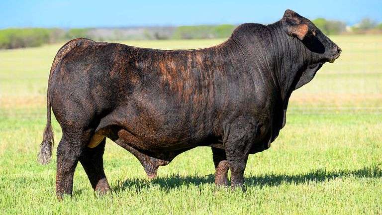 ●BIG BULL NEXT LEVEL Next Level is an exciting baldy purebred