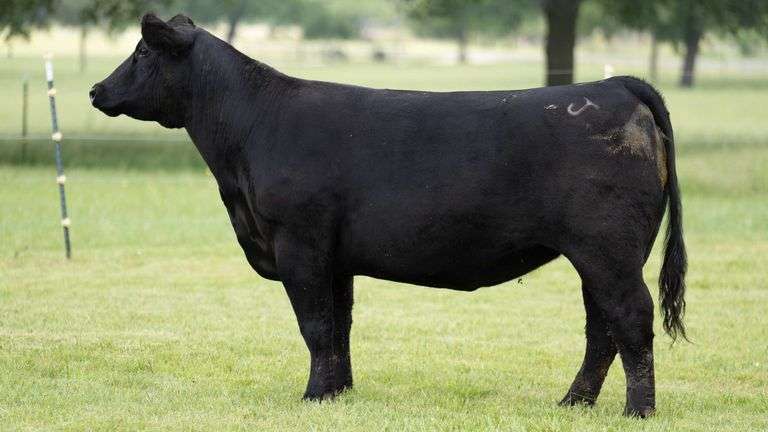 JACKSON 2763G COW