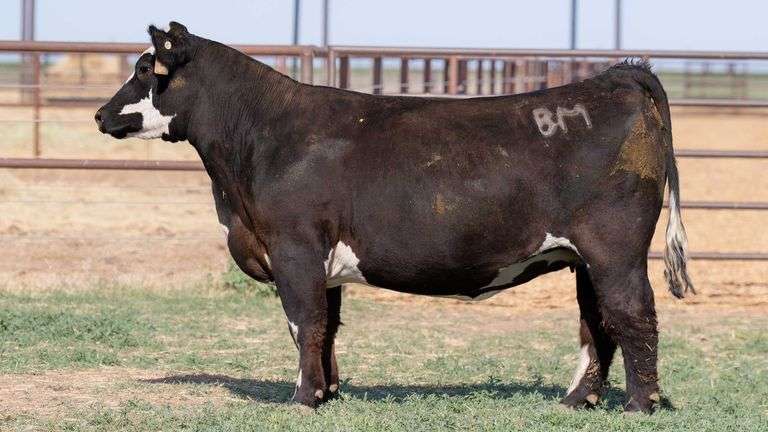 BM H7 BRED HEIFER
