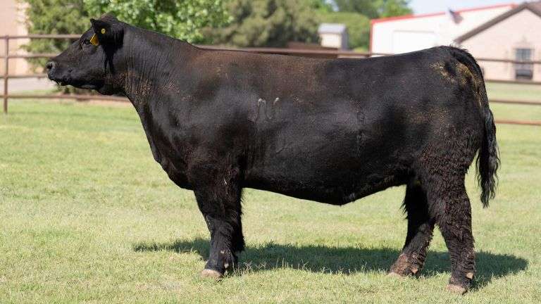 NEWMAN 7024 COW