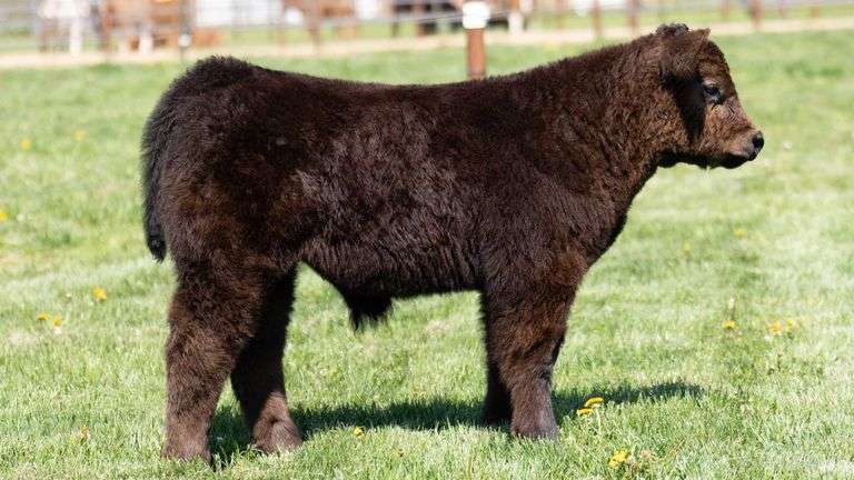 TAG 17C STEER