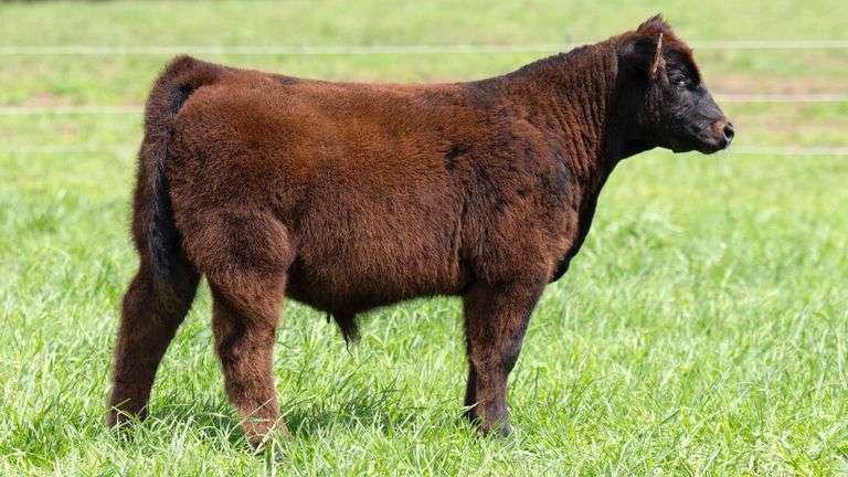 TAG C45 STEER