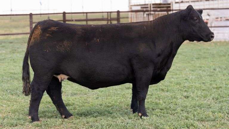 PRIEST 701E  COW