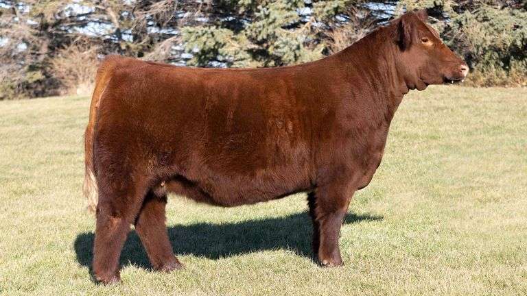 G149 (WALKS ALONE X DRIVER) EMBRYOS
