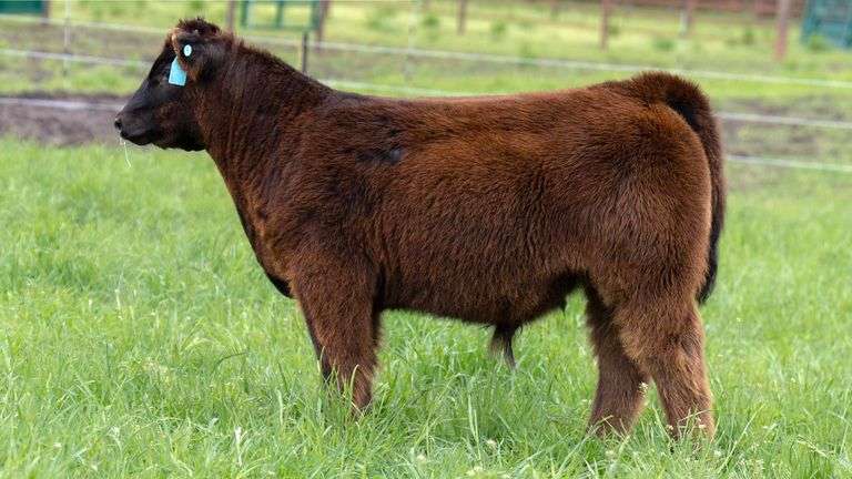 TAG F8 BULL/STEER