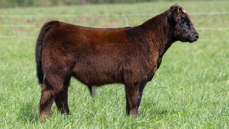 TAG BELLE BULL/STEER