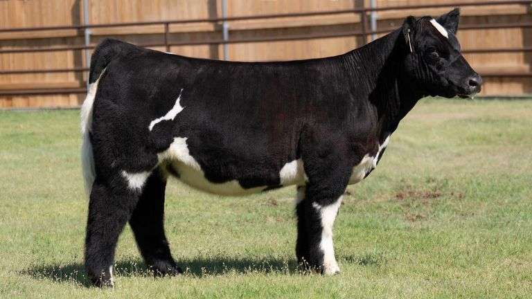 FLOYD W878 HEIFER