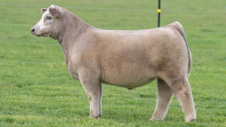 8035 EMBRYOS