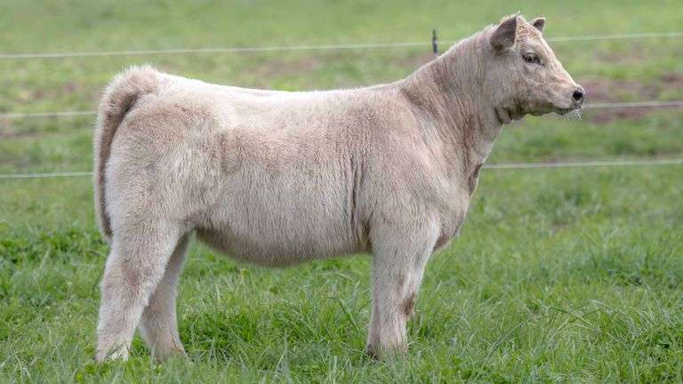 TAG F44M HEIFER
