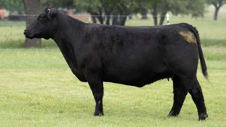 JACKSON 121 G COW