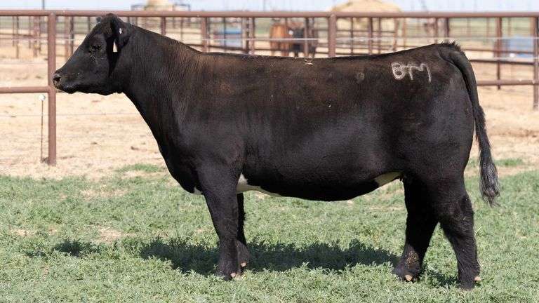 BM H5 BRED HEIFER