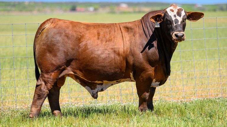 QB CATTLE/BULLNANZA AMERICAN STUDS SALE 5/16/24 - SteerBidder