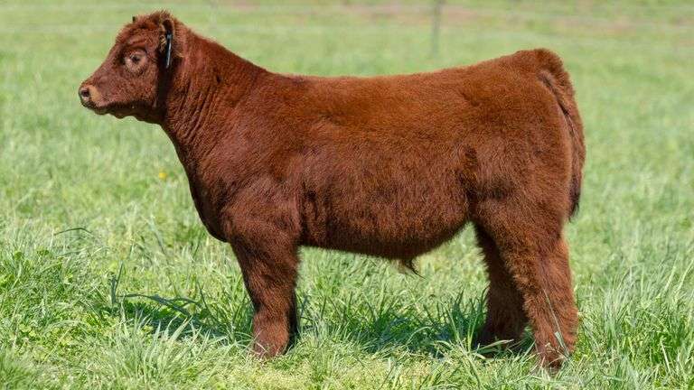 TAG 334 STEER