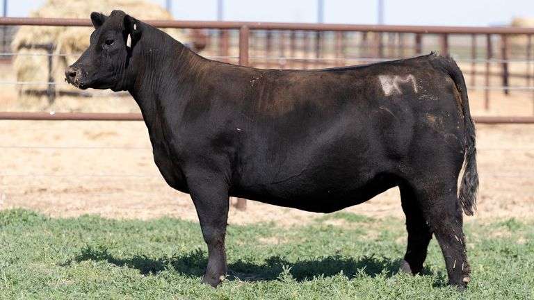 BM H6 BRED HEIFER