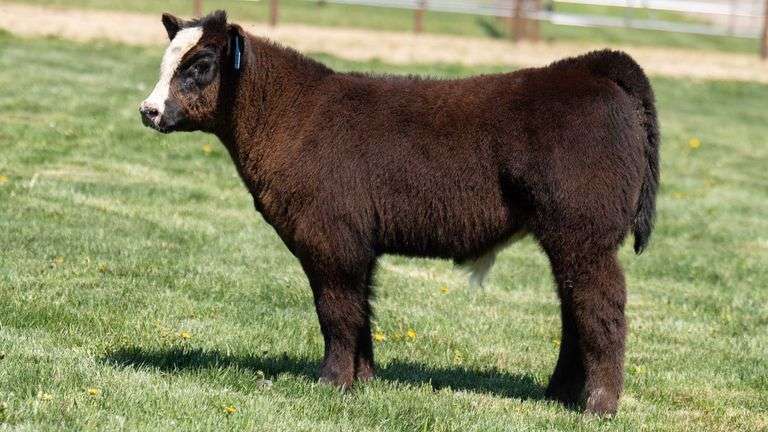 TAG 6620 STEER