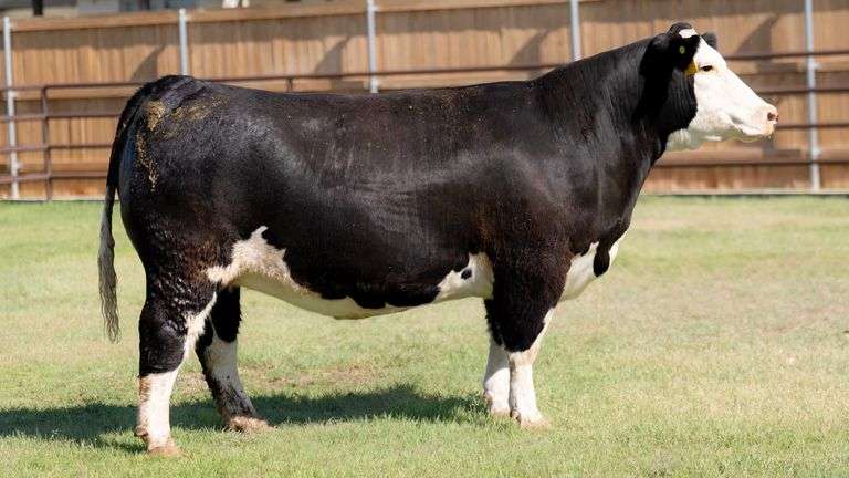 NEWMAN 100 COW
