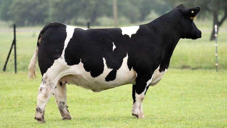 JACKSON 1E COW