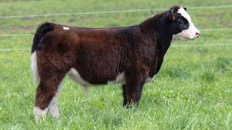 TAG HC23 BULL/STEER