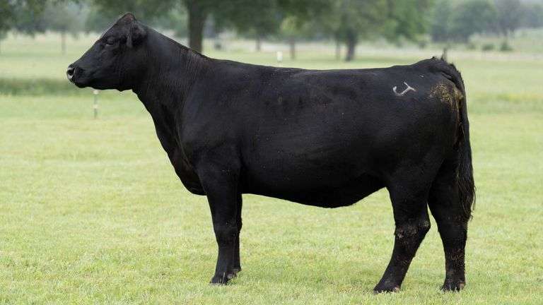 JACKSON 26 COW