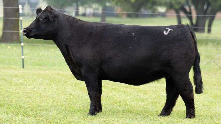 JACKSON 69 COW