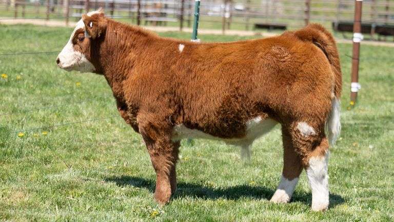 TAG 415 STEER
