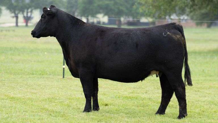 JACKSON 3867 COW