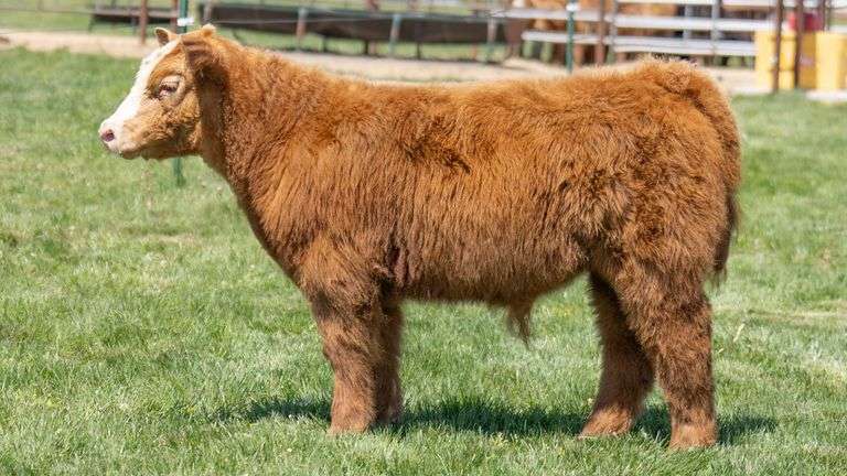 TAG 759 STEER